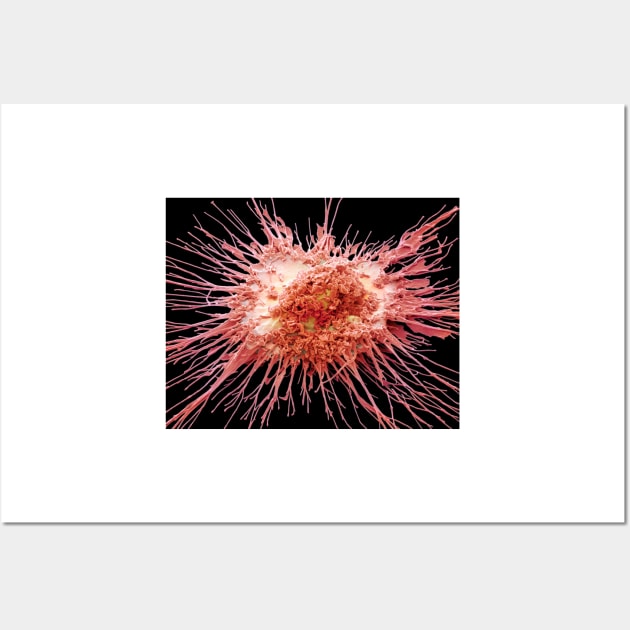 Dendritic cell, SEM (C028/8789) Wall Art by SciencePhoto